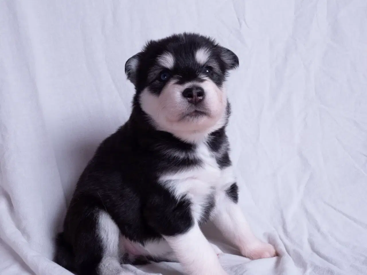 Billede 1 - Alaskan Husky/malamute hvalpe