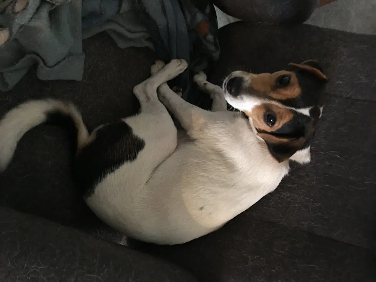 Billede 3 - Dansk Svensk Gårdhundehvalpe-4 han- og 2 tævehvalp