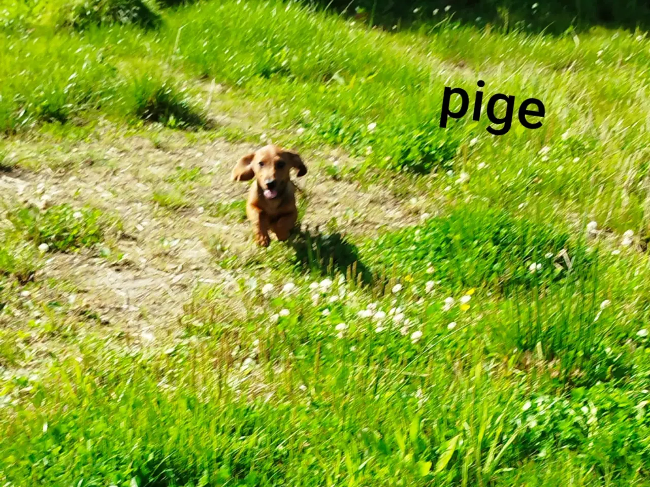Billede 3 - Gravhunde hvalpe korthåret 