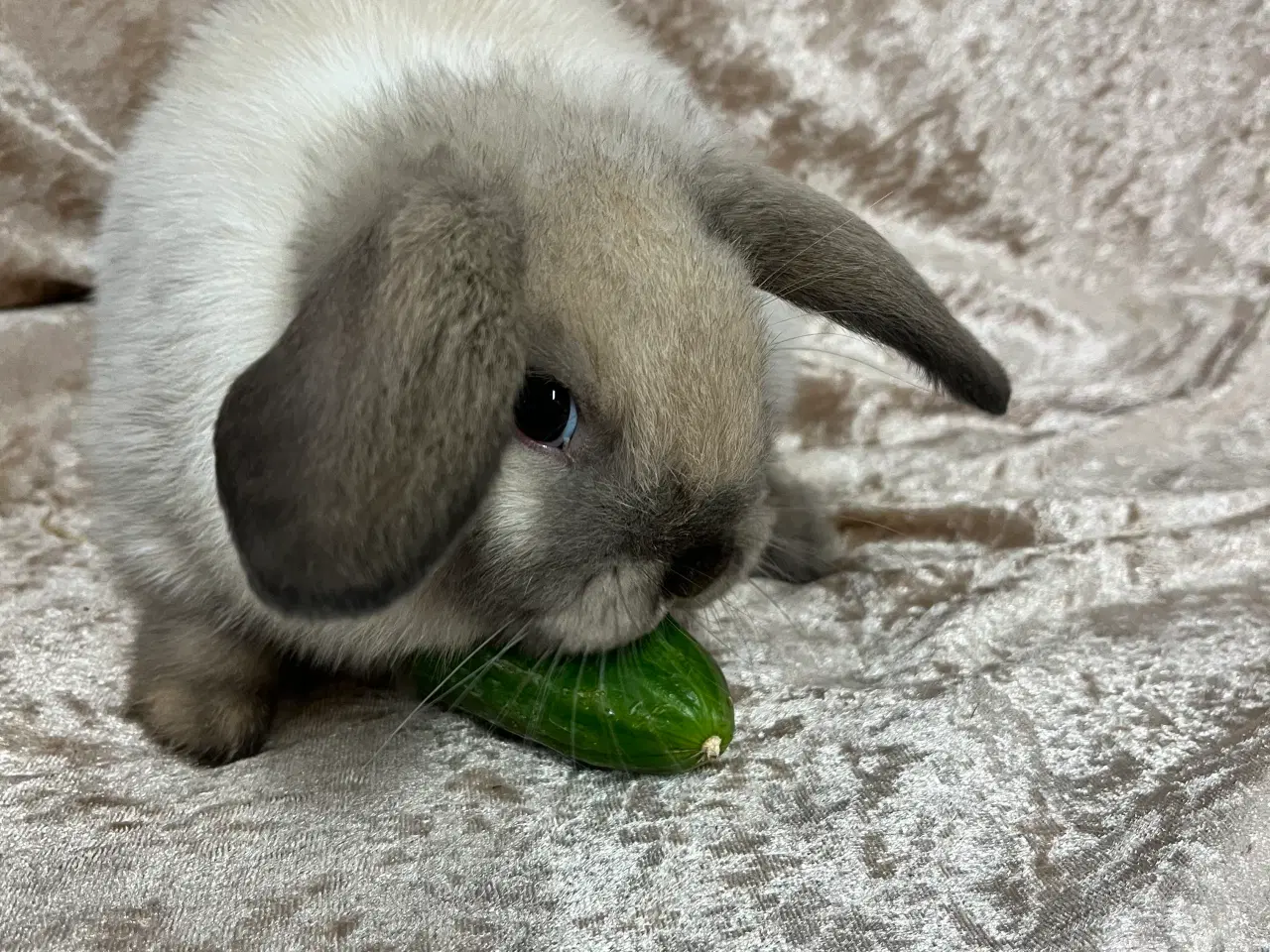 Billede 4 - Mini lop