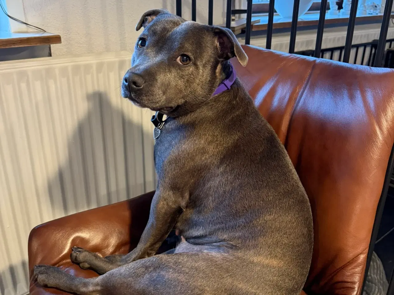 Billede 1 - DKK Staffordshire B Terrier Han søges til parring 