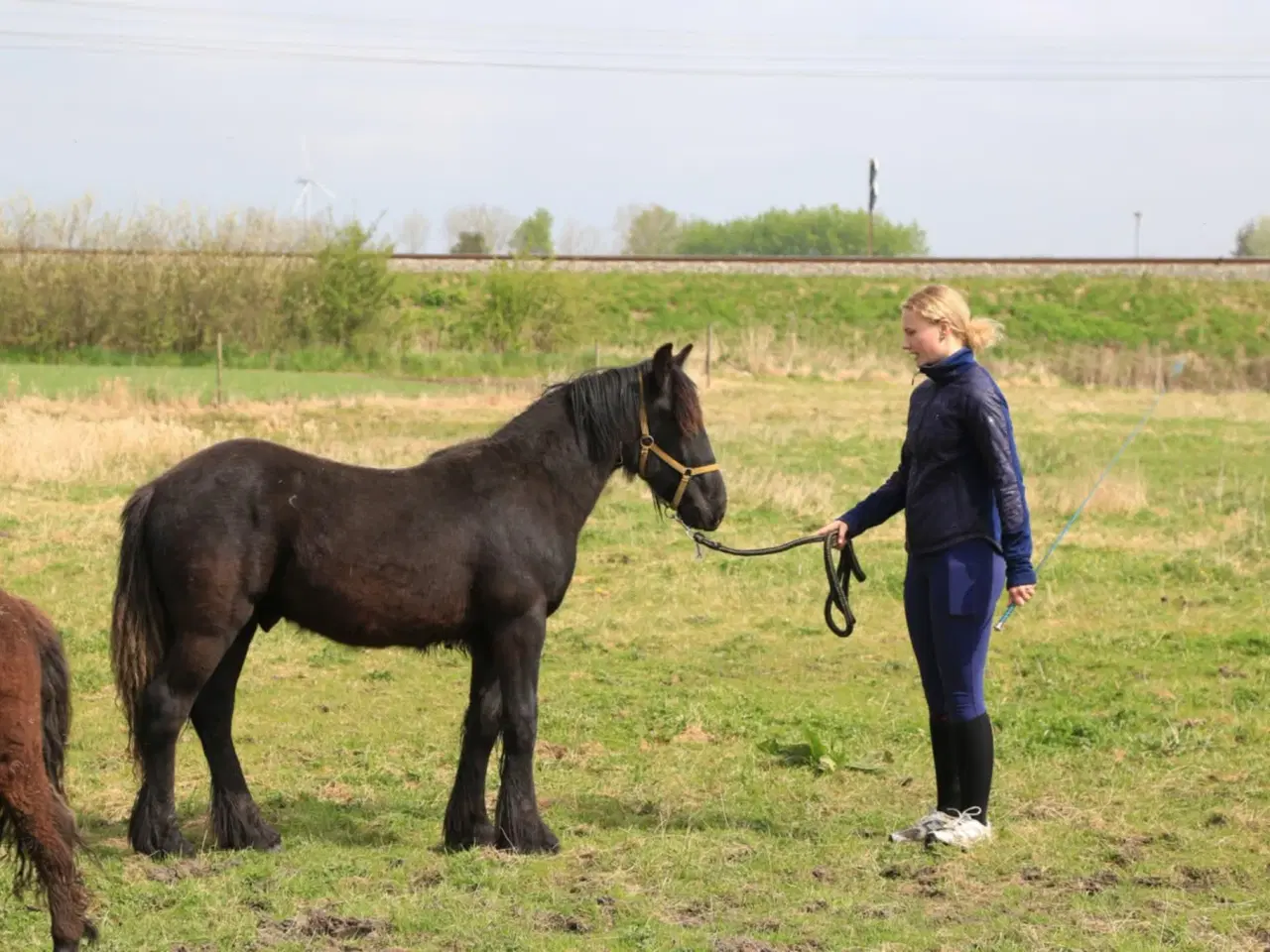 Billede 8 - 1 års fell hingst 