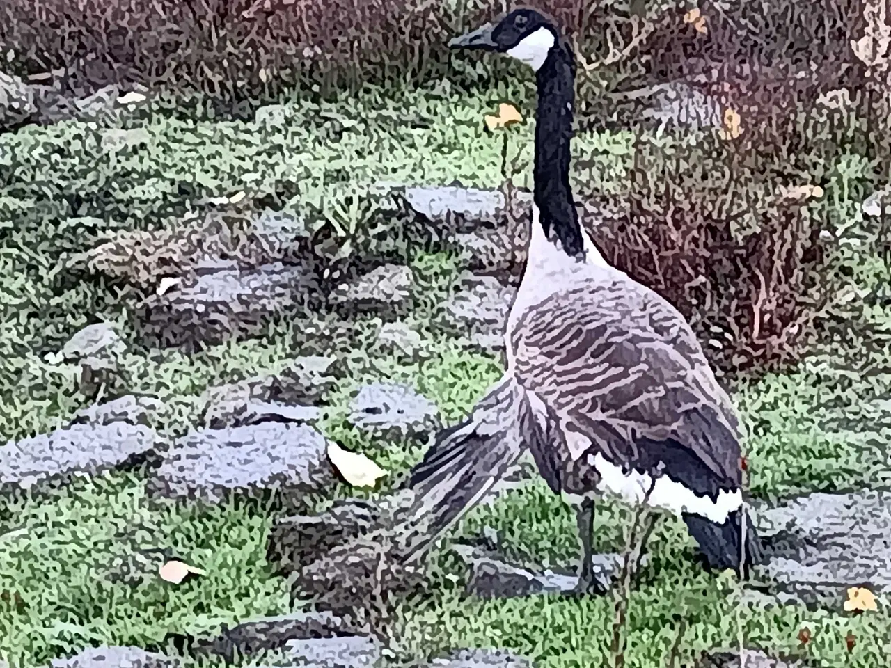 Billede 1 - Gammel Kanada gås gives bort