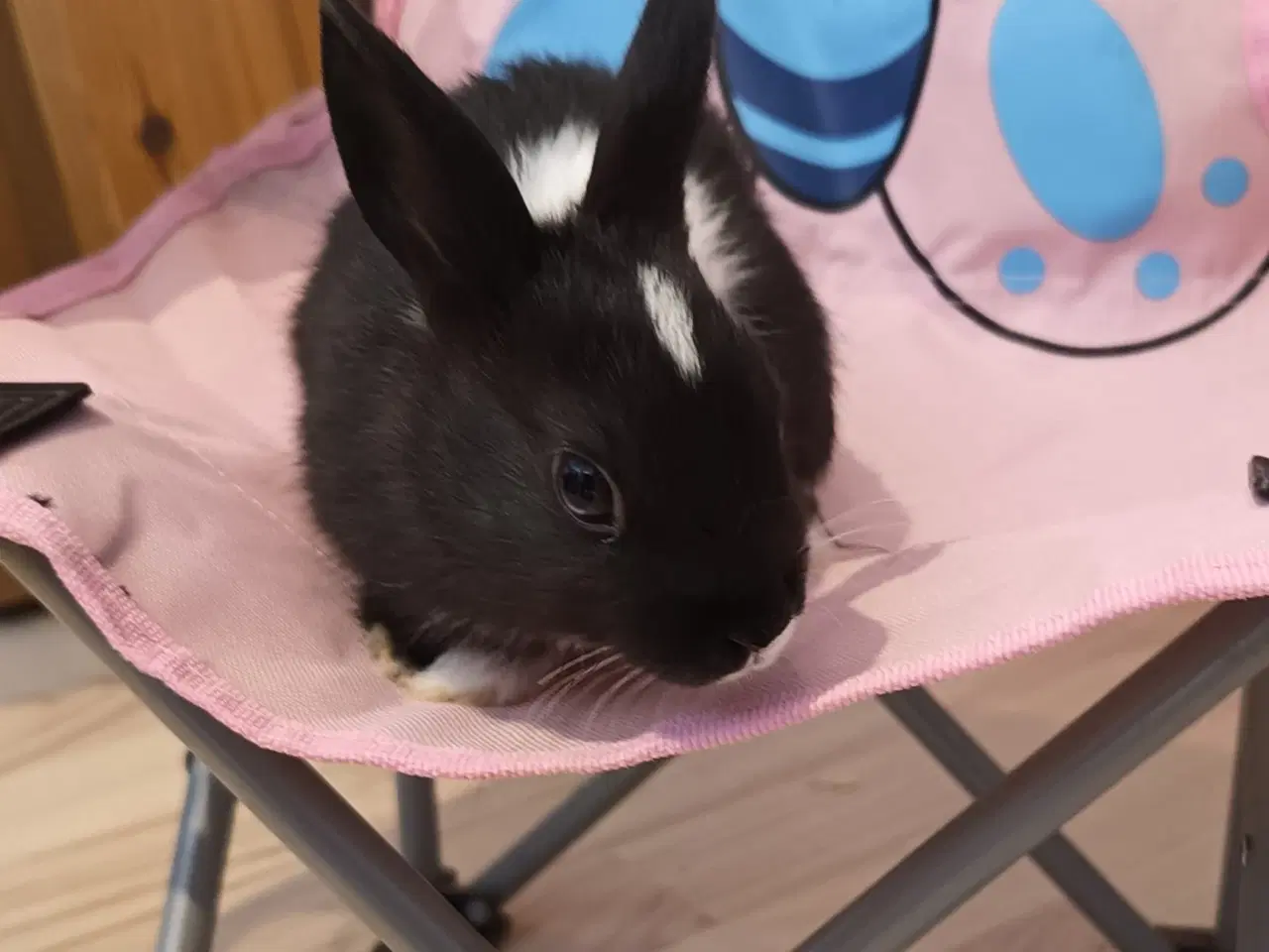 Billede 6 - Små søde dværgkaniner / mini kaniner