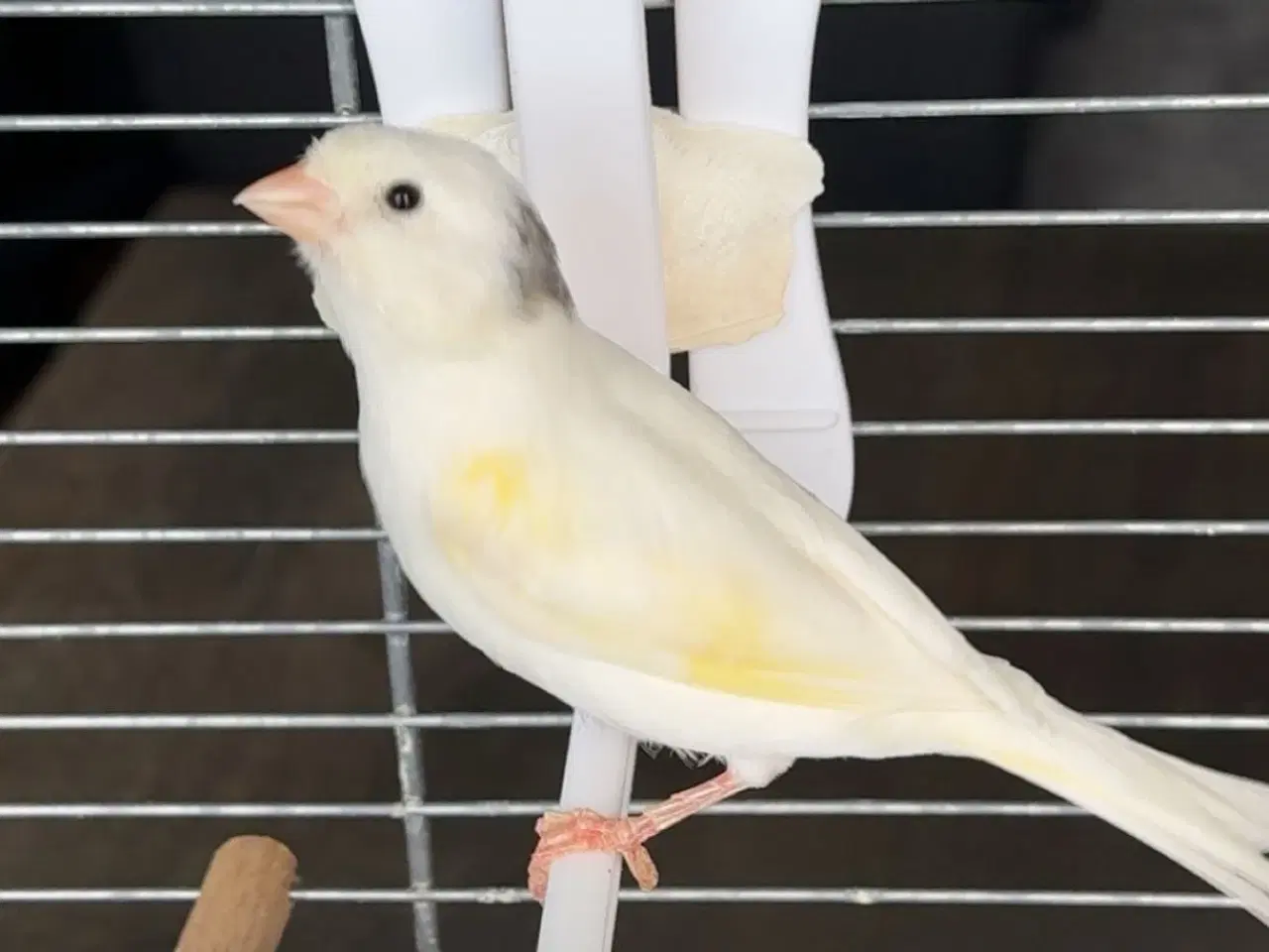 Billede 2 - Kanariefugl