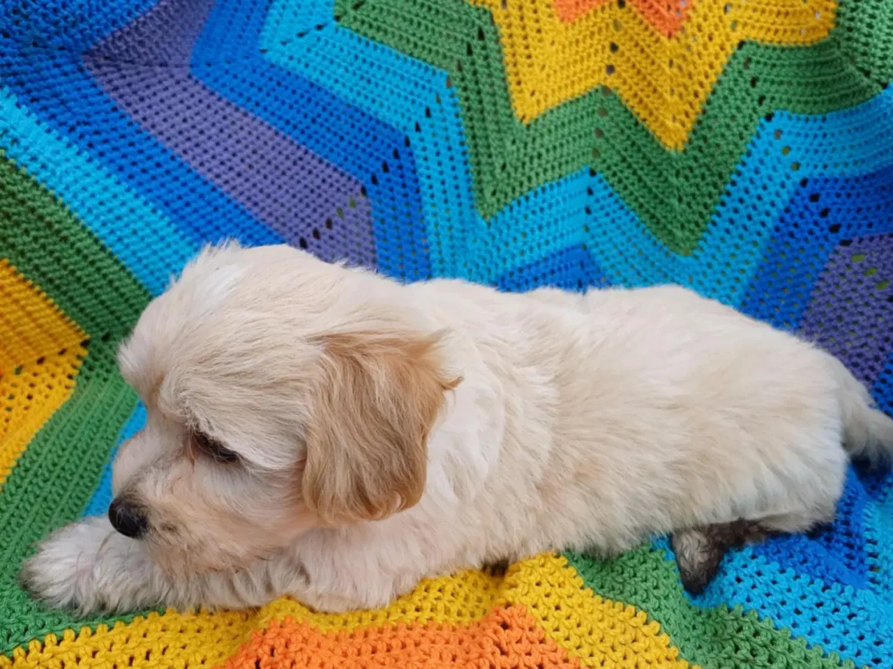 Billede 7 - Maltipoo hvalpe sælges. 