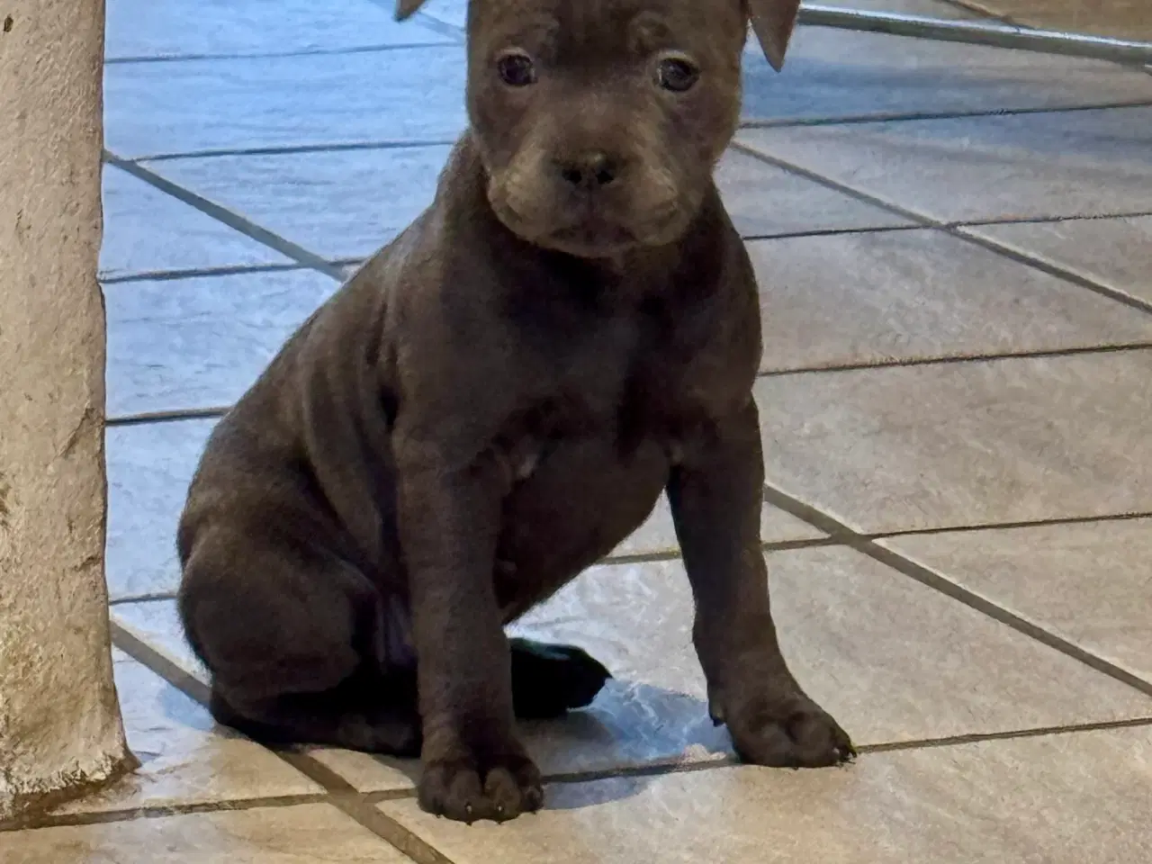 Billede 3 - Staffordshire Bull Terrier