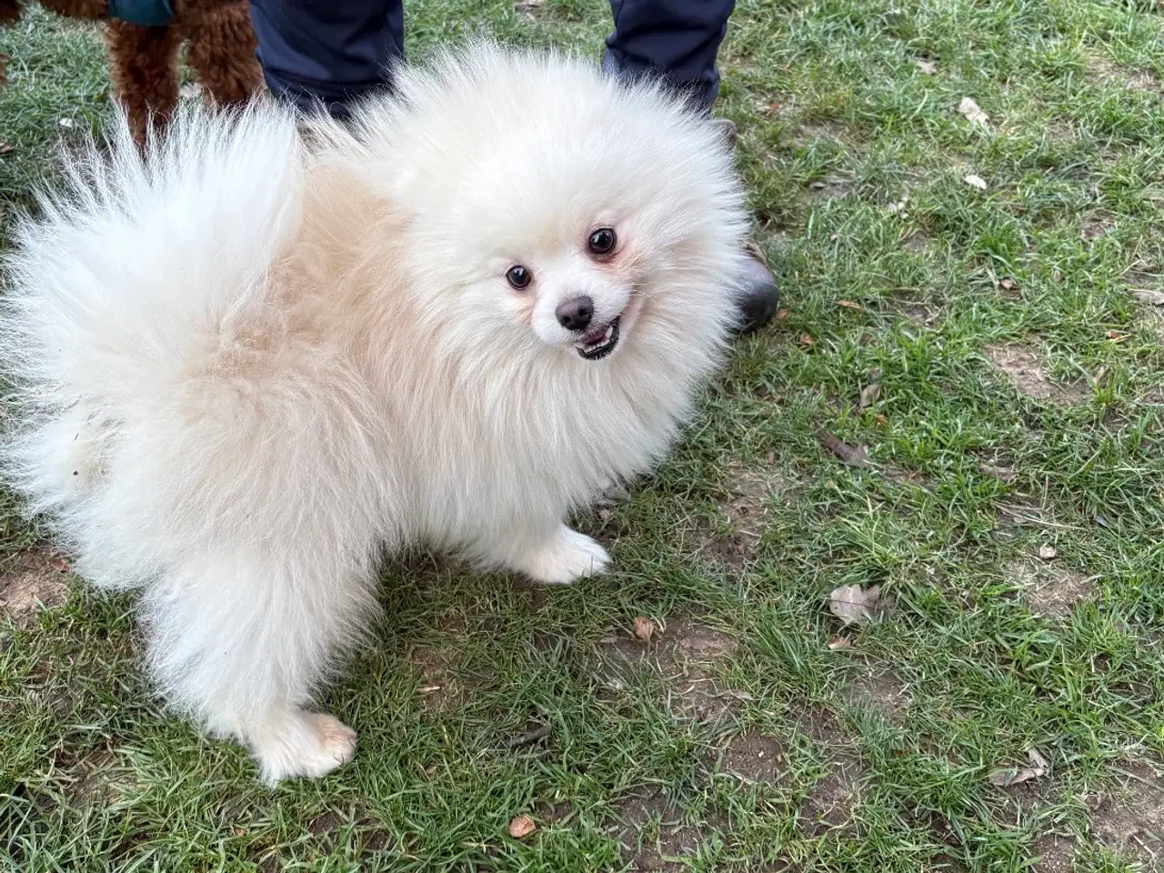 Billede 5 - Kærlig Pomeranian pige-hvalp – fuldt vaccineret,