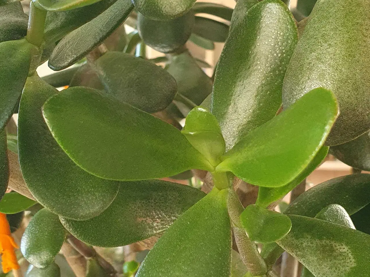 Billede 9 - Store grønne planter