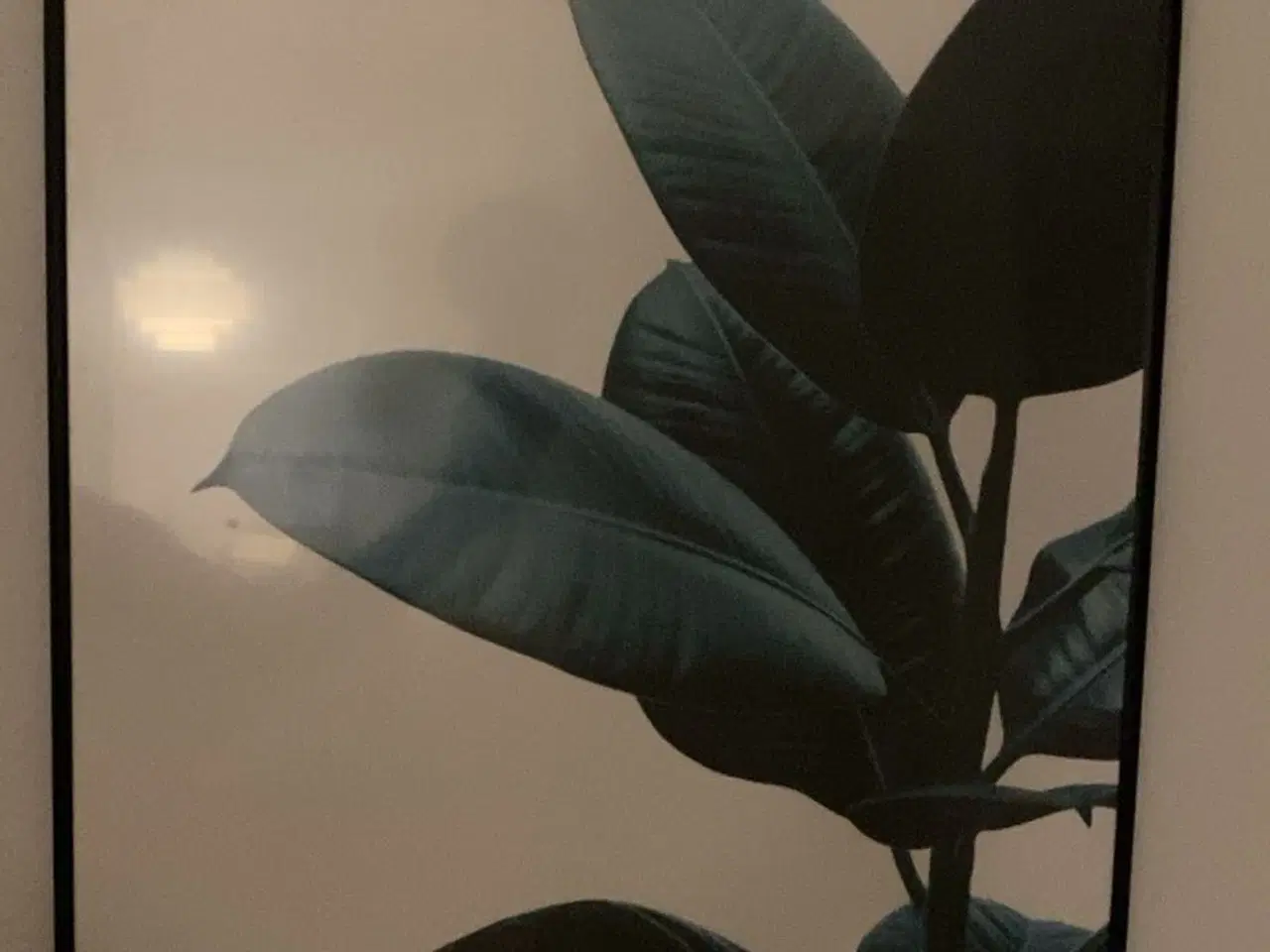 Billede 3 - Sæt med 2 plakater i ramme – botanisk motiv 