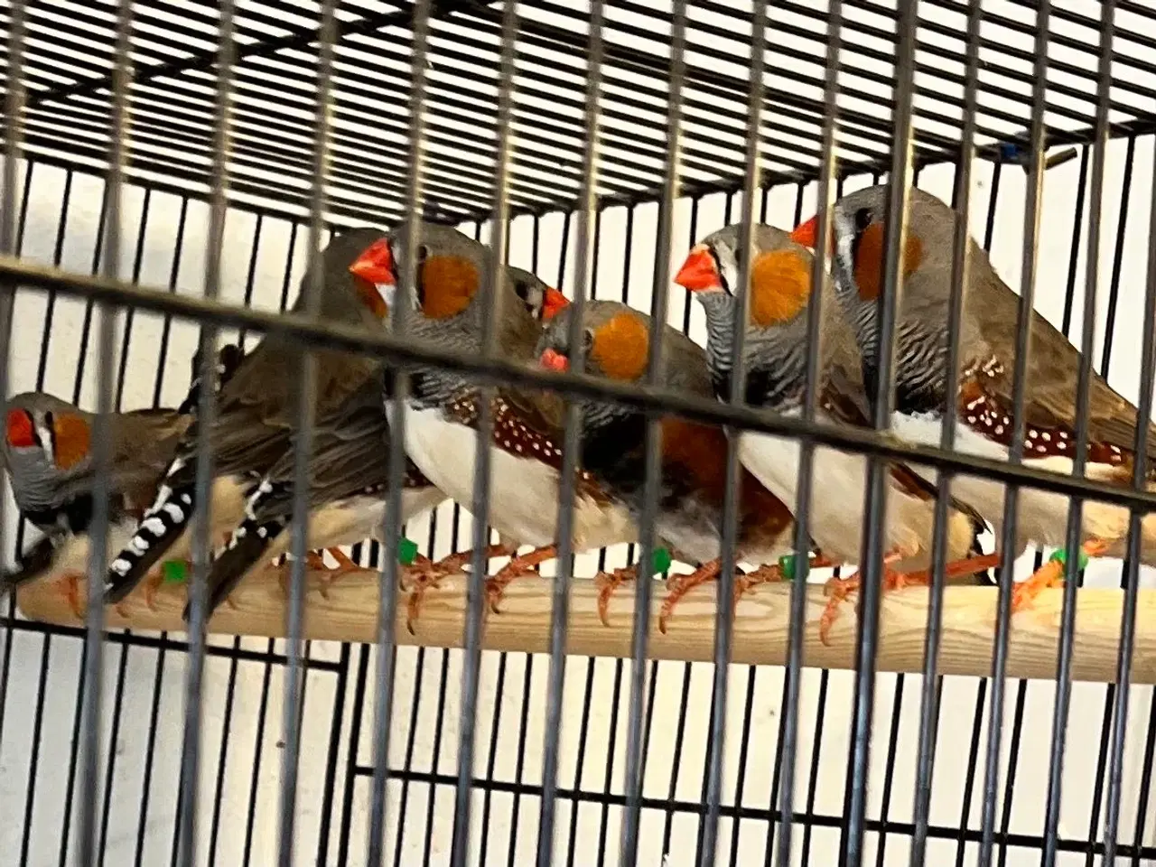 Billede 1 - Flotte Zebrafinker 