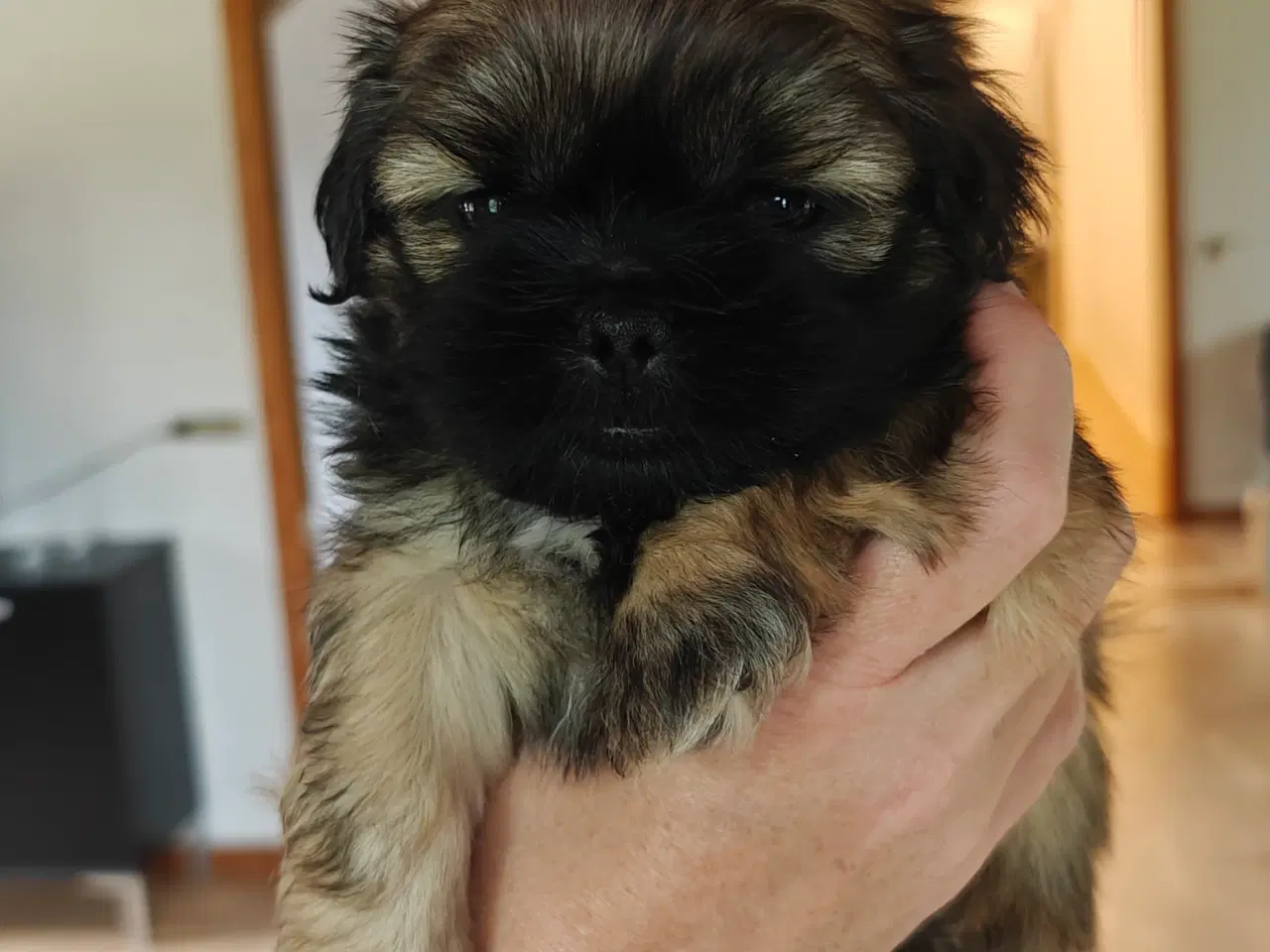 Billede 2 - Shih Tzu hvalpe