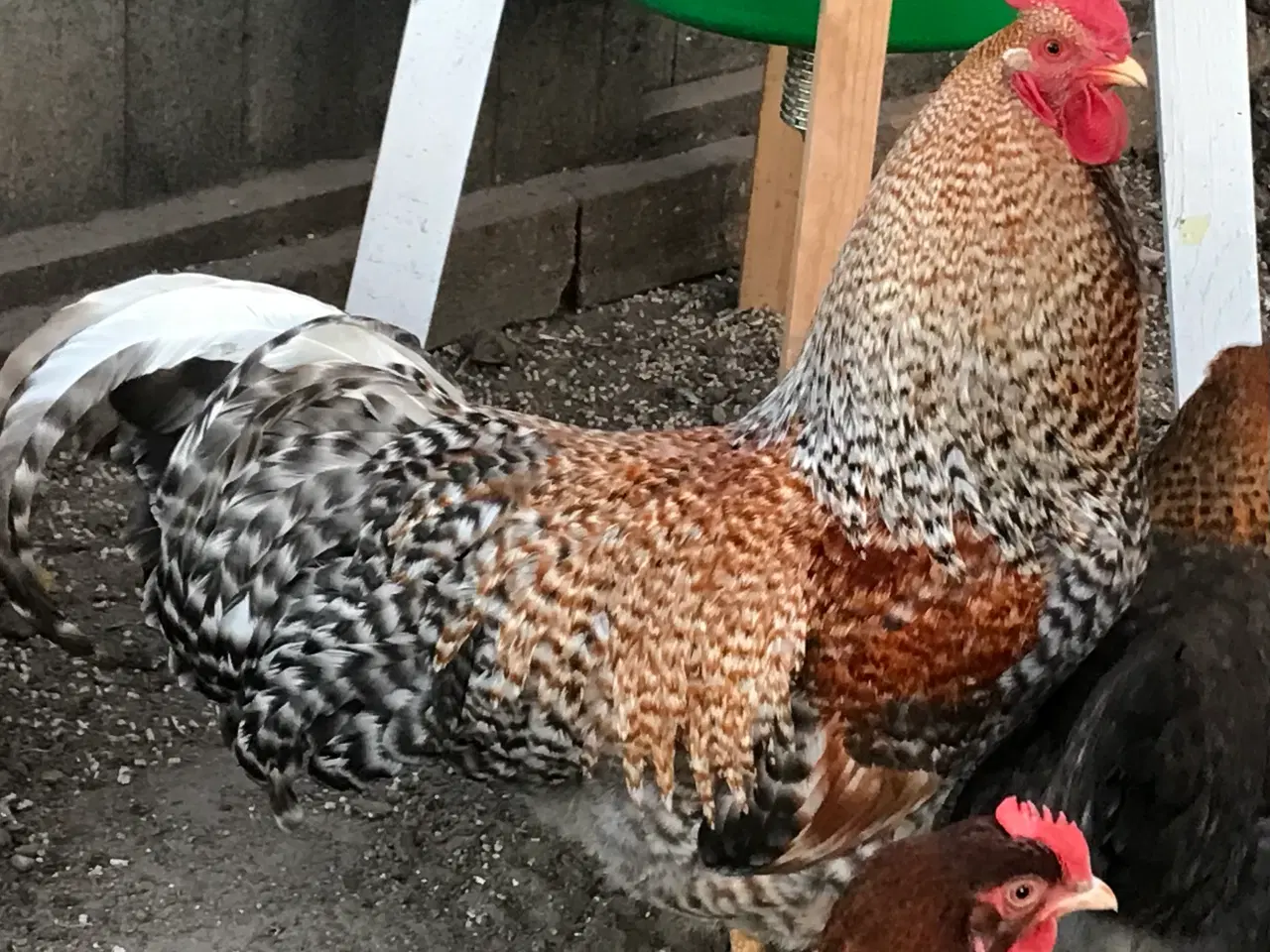 Billede 3 - Daggamle Bielefelder kønssorteret kyllinger