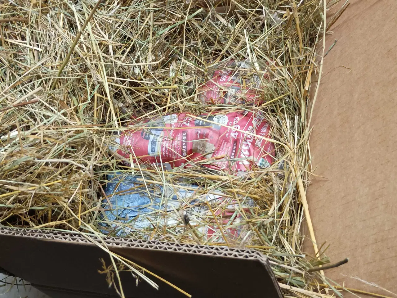 Billede 9 - Vagtel rugeæg