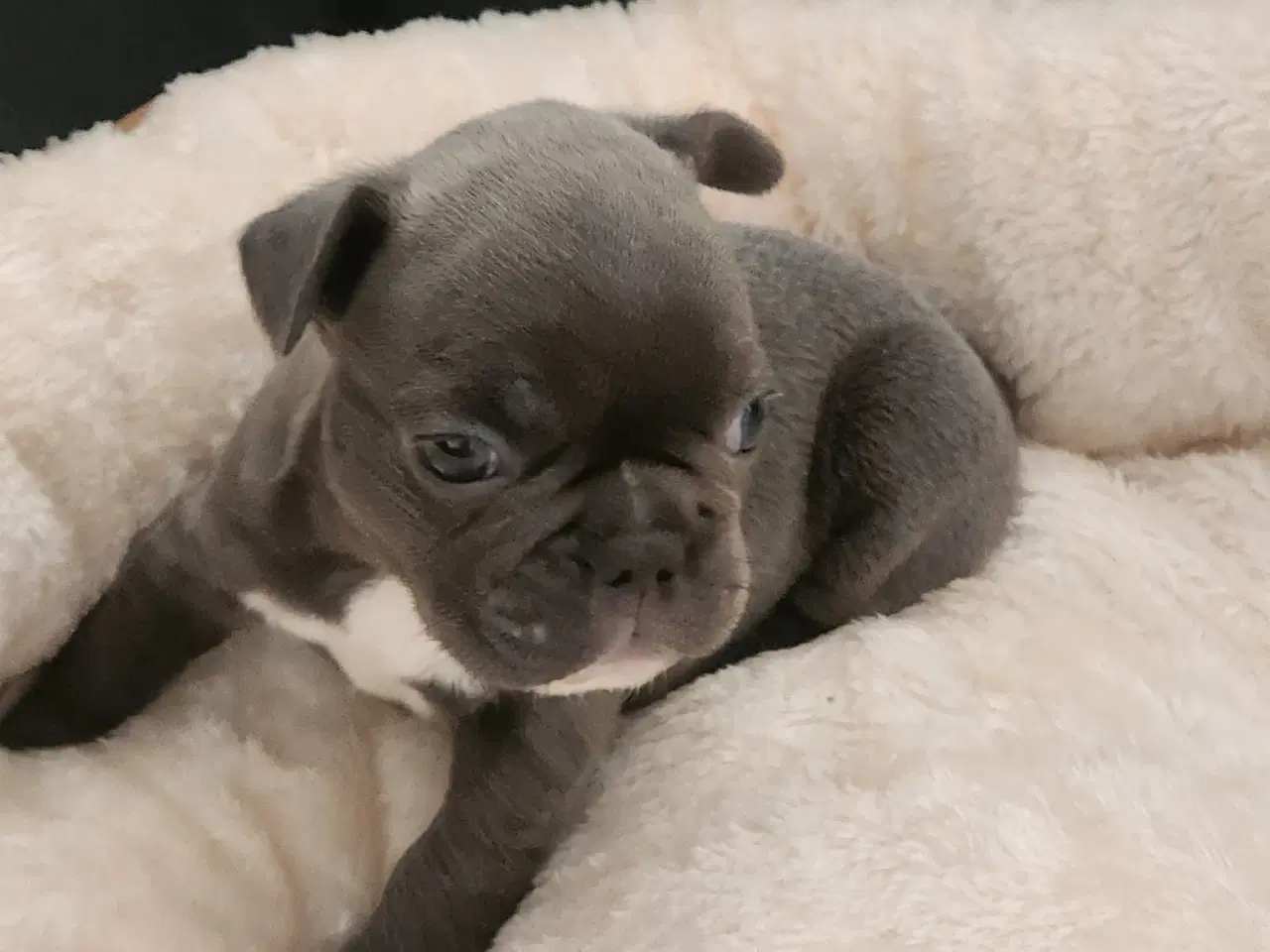 Billede 3 - Fransk bulldog hvalpe