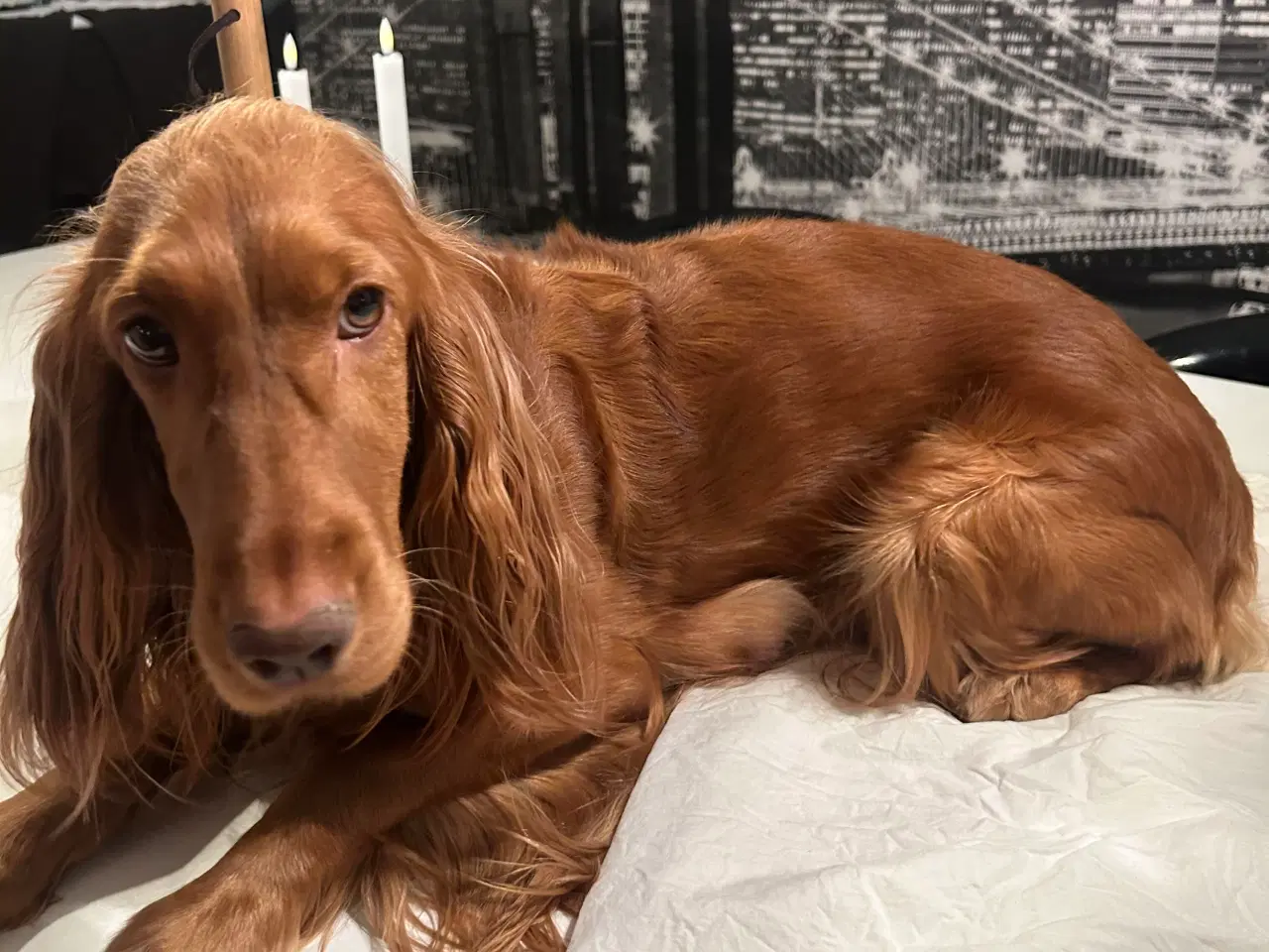 Billede 5 - Engelsk cockerspaniel hvalpe sælges