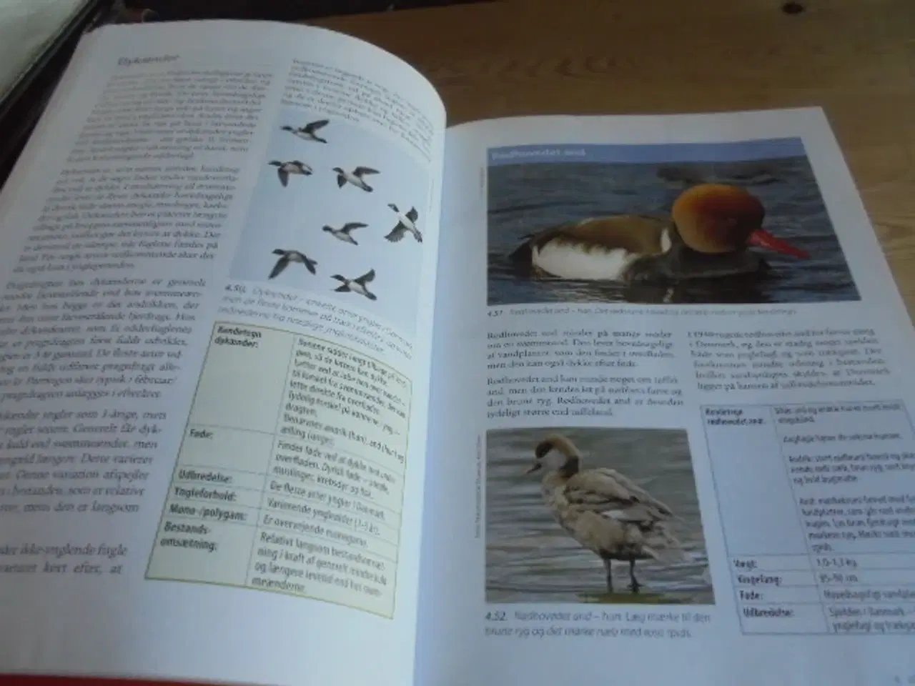 Billede 2 - JAGTTEGN – Natur, vildt, jæger  