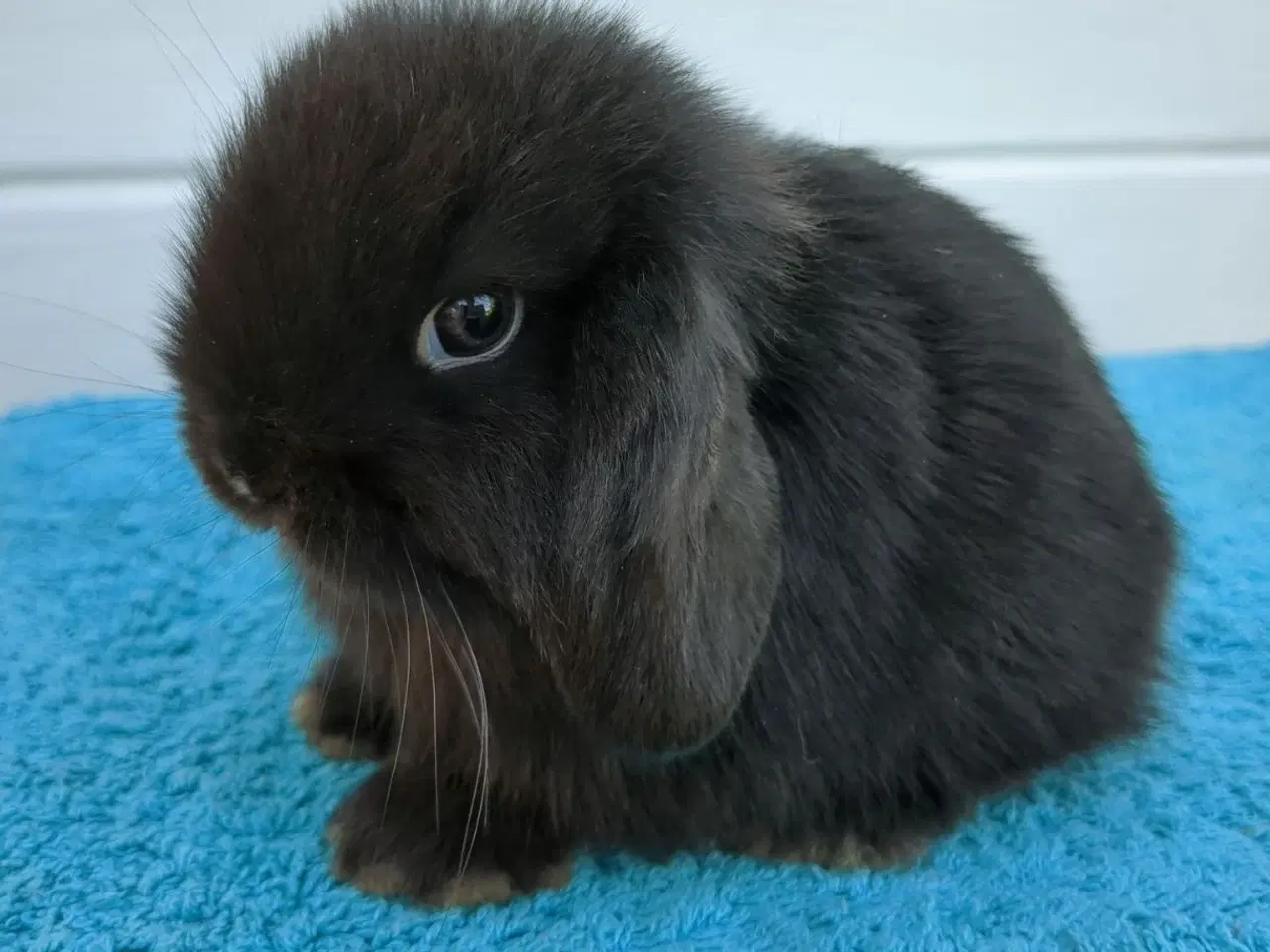 Billede 4 - Minilop kaninunge sælges 