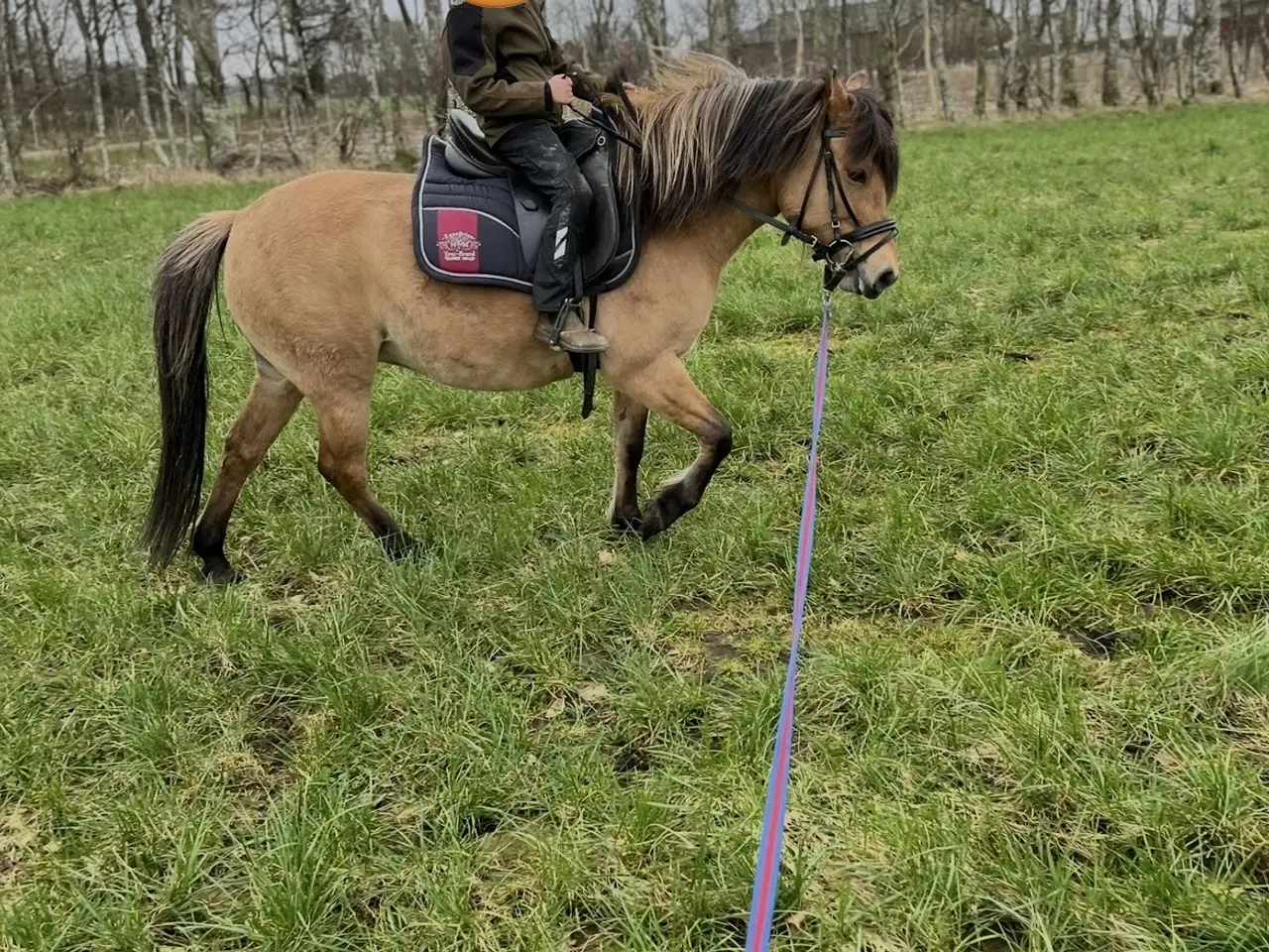 Billede 3 - Skøn pony søger nyt hjem