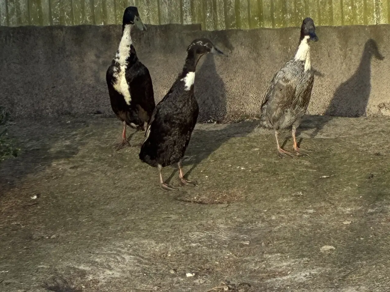 Billede 1 - Løbeænder 