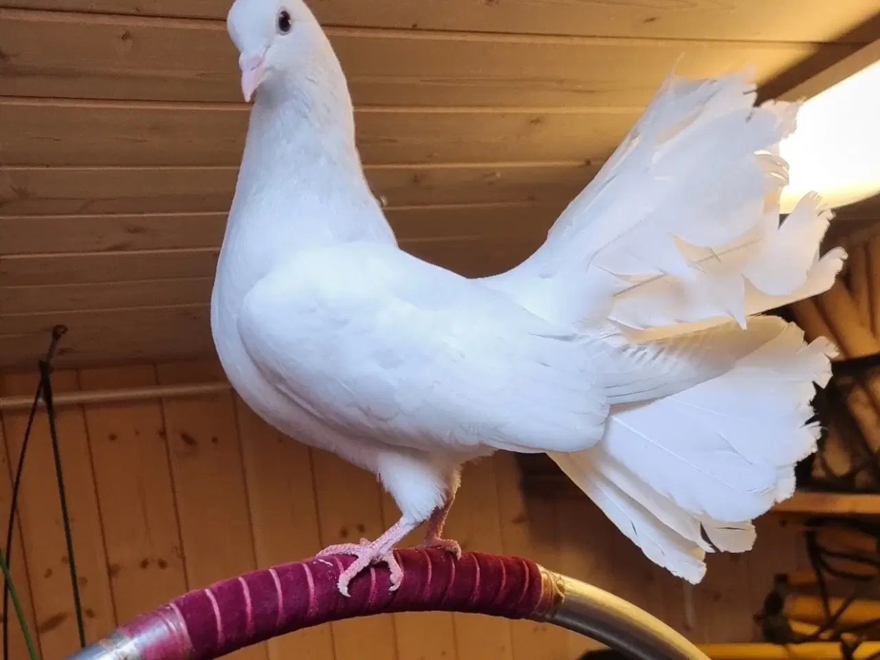 Billede 1 - Højstjert duer 