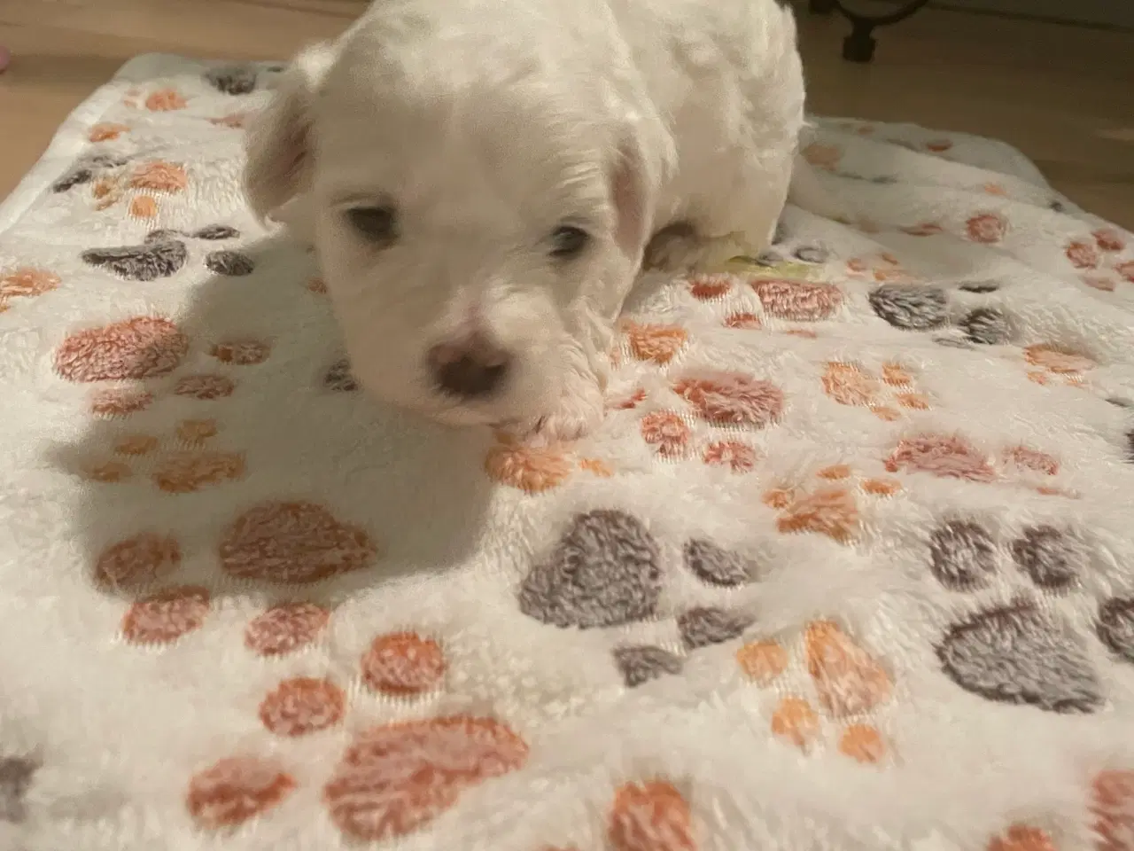 Billede 13 - Malteser hvalpe