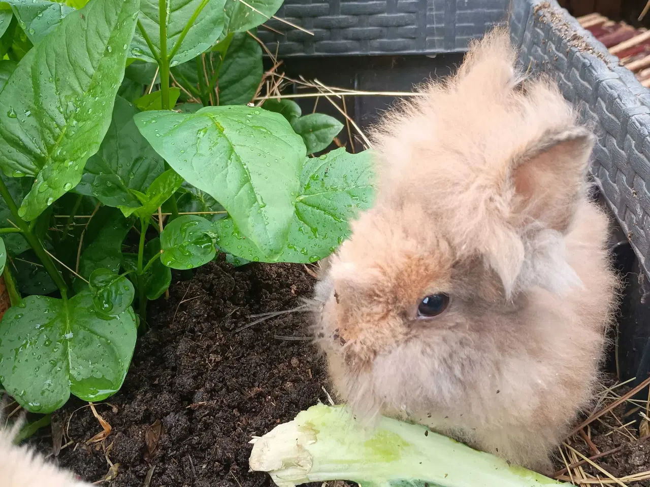 Billede 6 - Ren racet Teddy kanin unge. 
