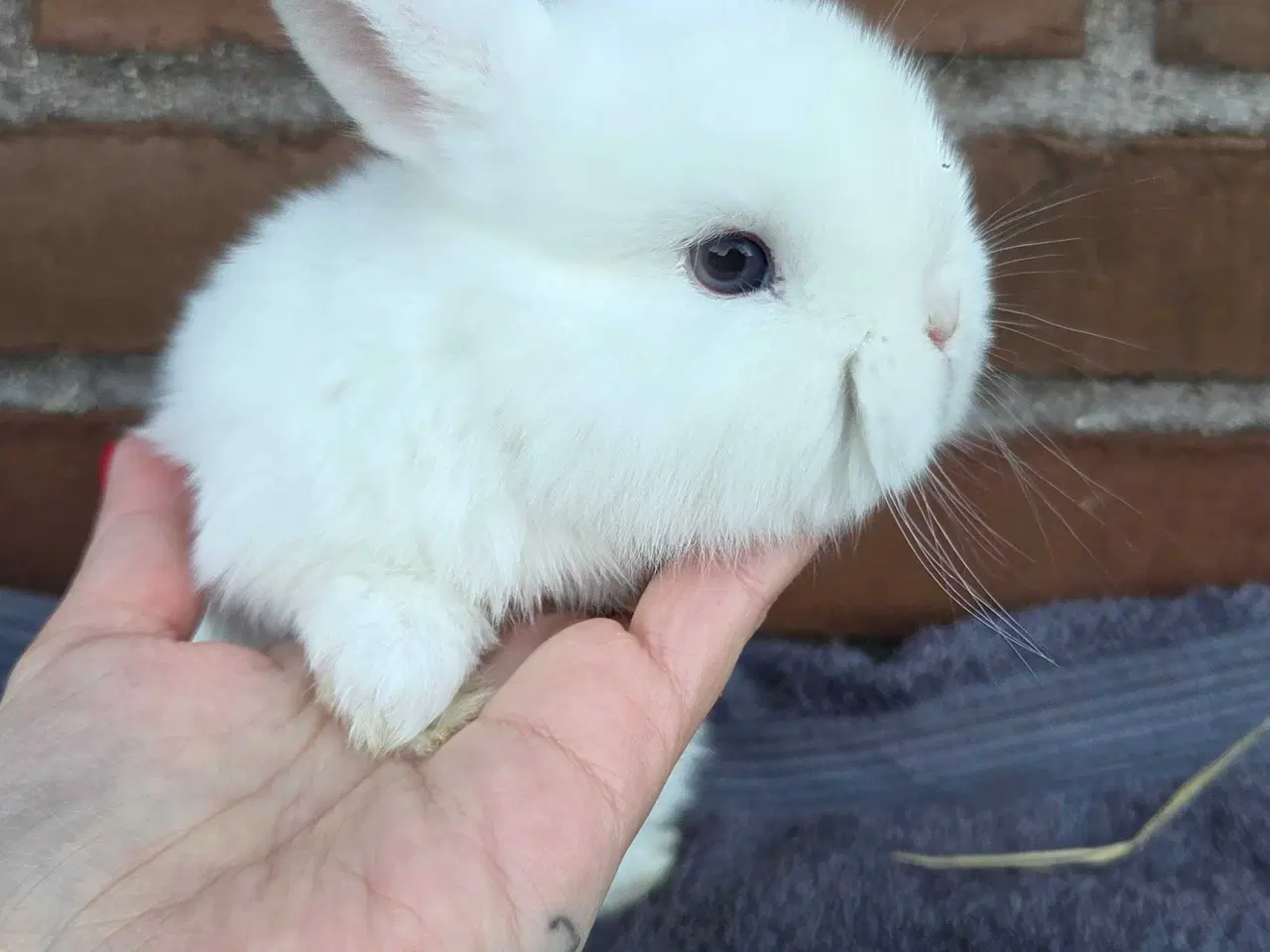 Billede 16 - Minilop / lionlop unger 