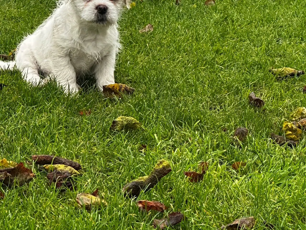 Billede 7 - Han Hvalpe 