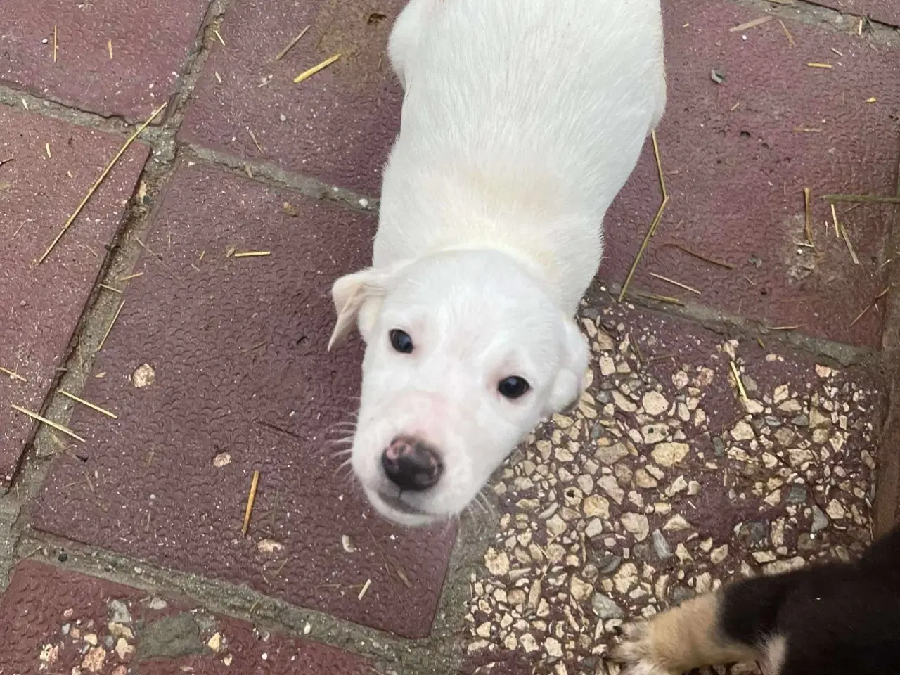 Billede 3 - Sødeste Creamy søger familie 