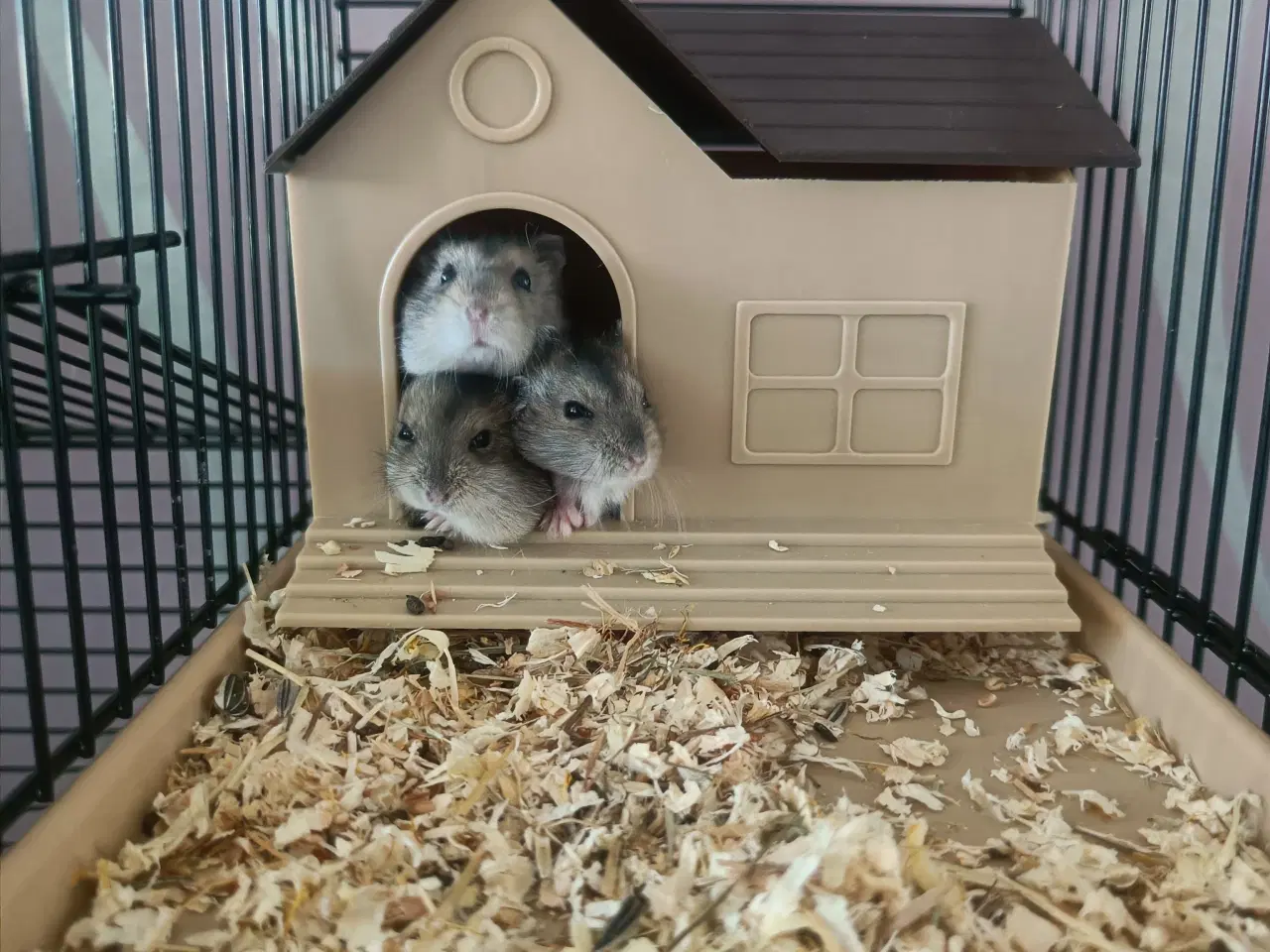 Billede 4 - Hamster, Campbell dværghamster. 5 uger
