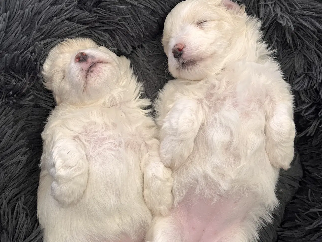 Billede 3 - Coton De Tulear FYN