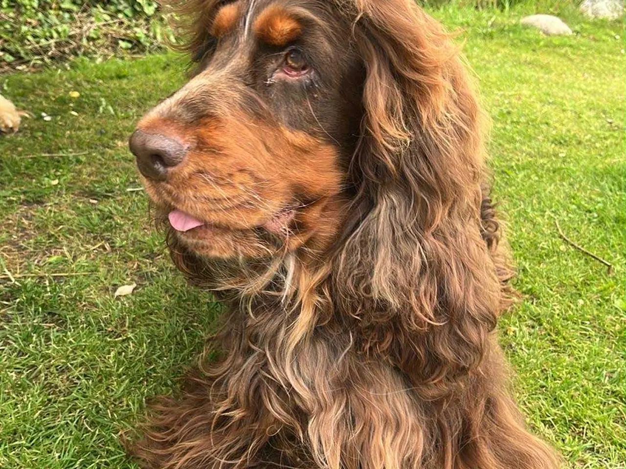 Billede 3 - Avl ikke til salg 