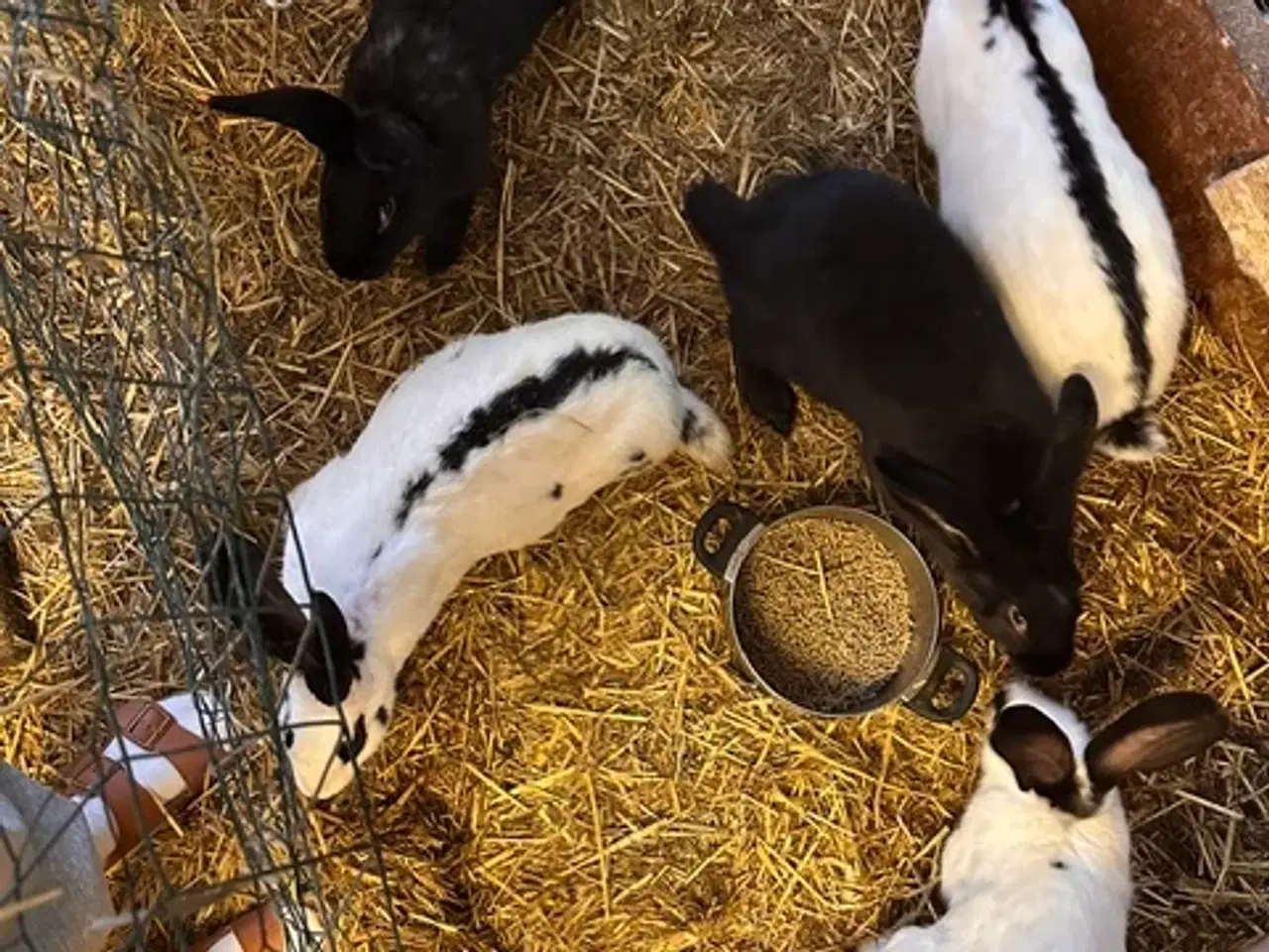 Billede 3 - 6 stk Kaniner - Tysk Kæmpe Schecke