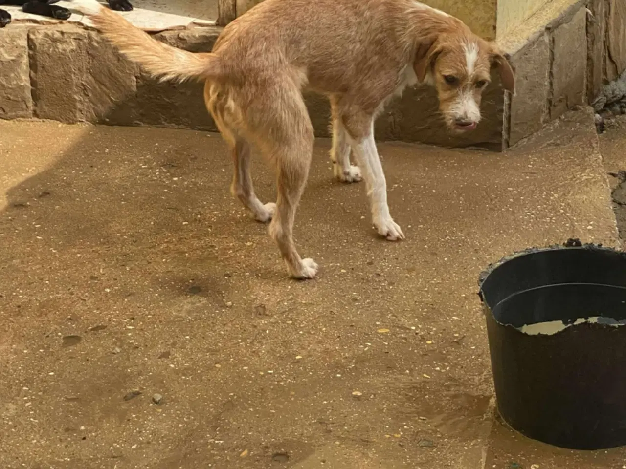 Billede 2 - Skønne Cairo søger sit 4ever hjem