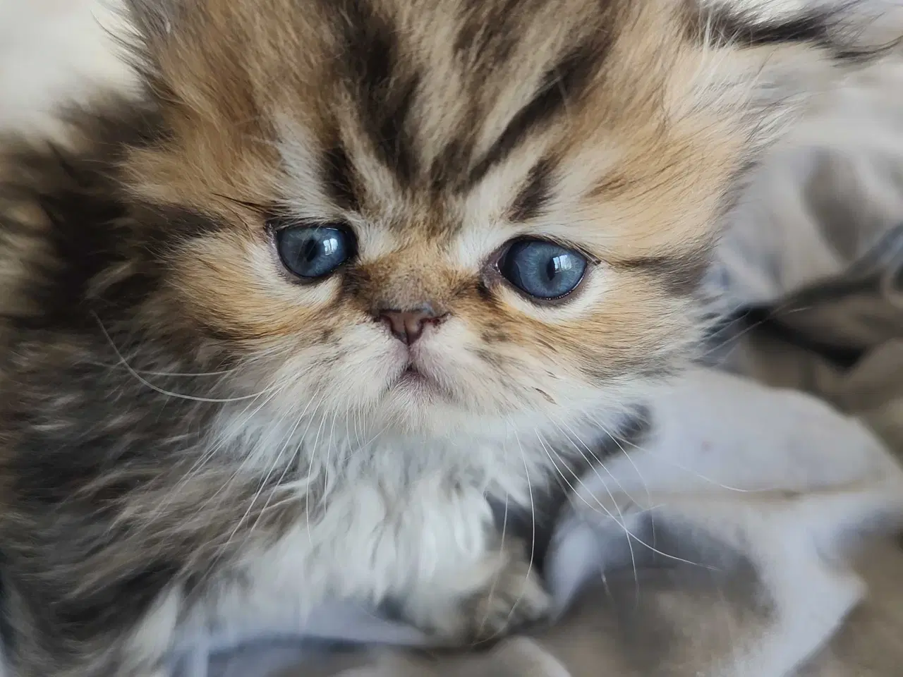 Billede 13 - Perser killinger 