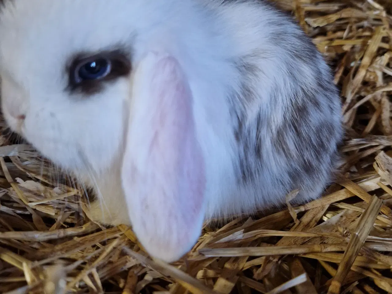Billede 1 - Minilop unge dreng 