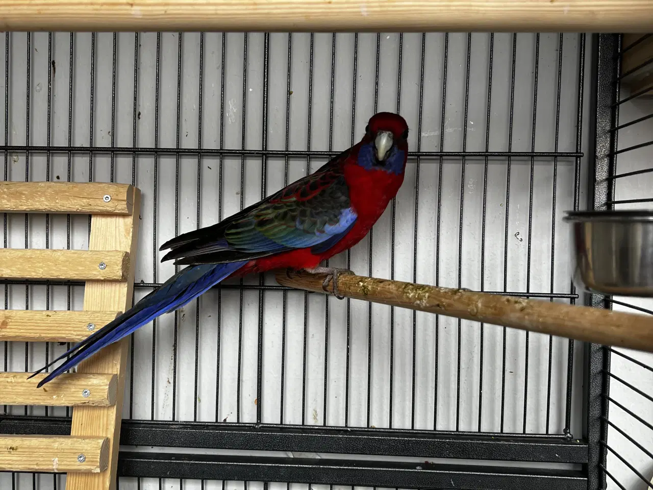 Billede 3 - Pennant Parakit