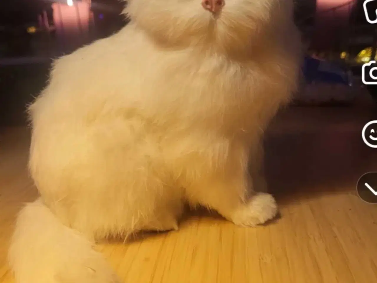 Billede 1 - Hvid Persisk Kattefigur