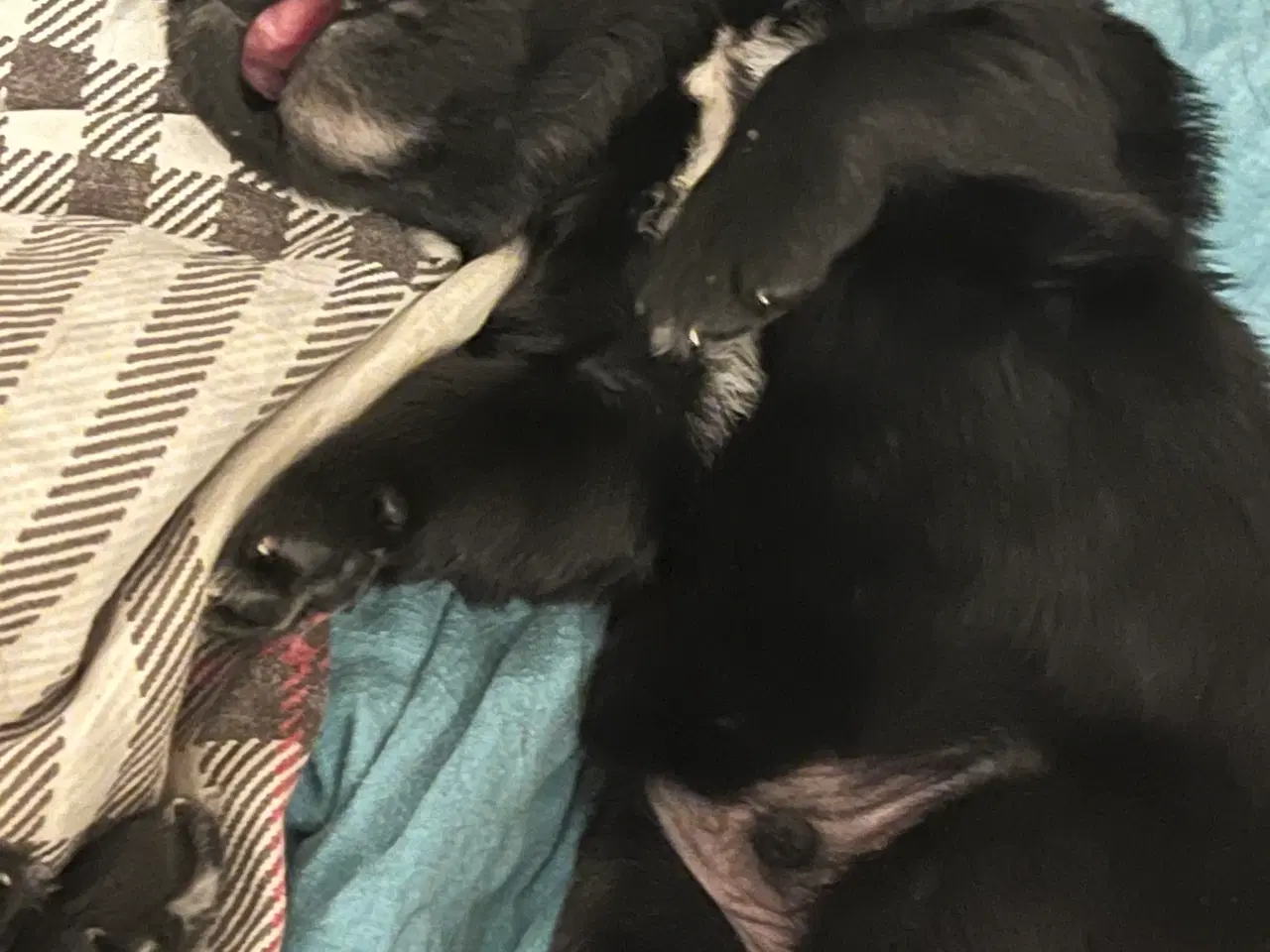 Billede 19 - Familie hunde søger nyt hjem