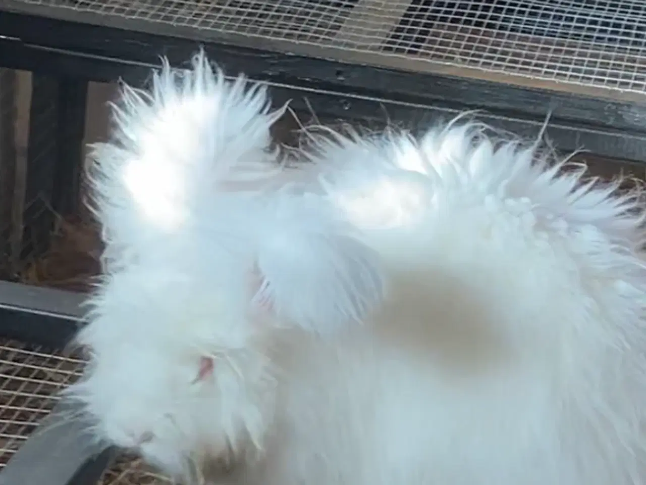 Billede 7 - Angorakanin unger