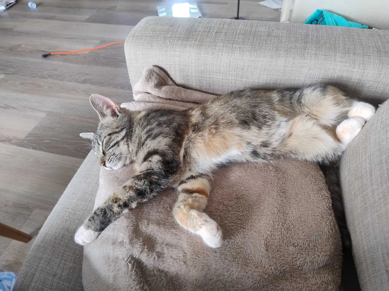Billede 1 - Kat søger nyt hjem 