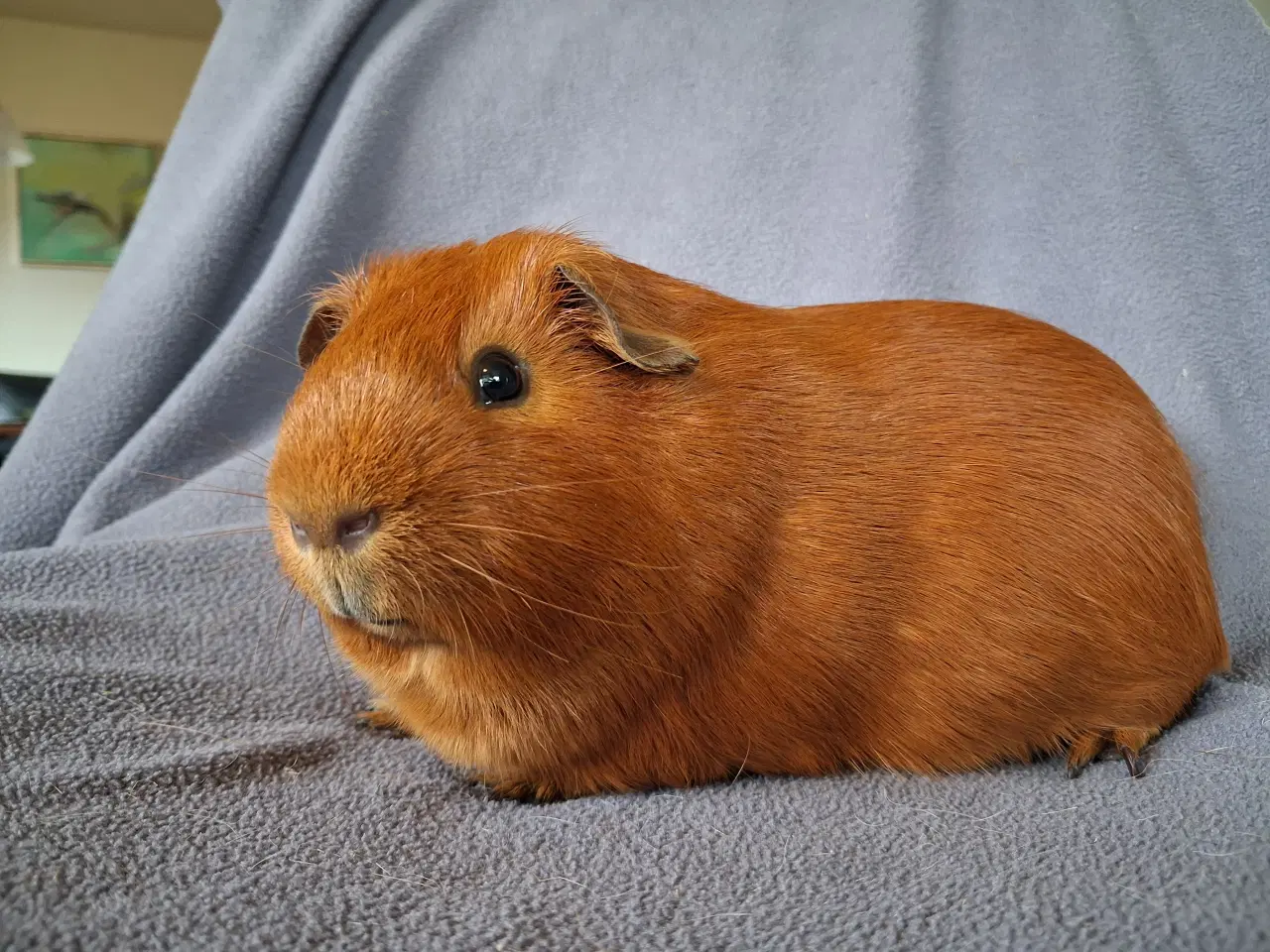 Billede 3 - Marsvin fra registreret opdrætter 