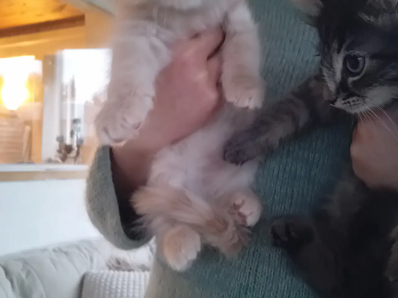 Billede 10 - Maincoon/Norsk skovkat