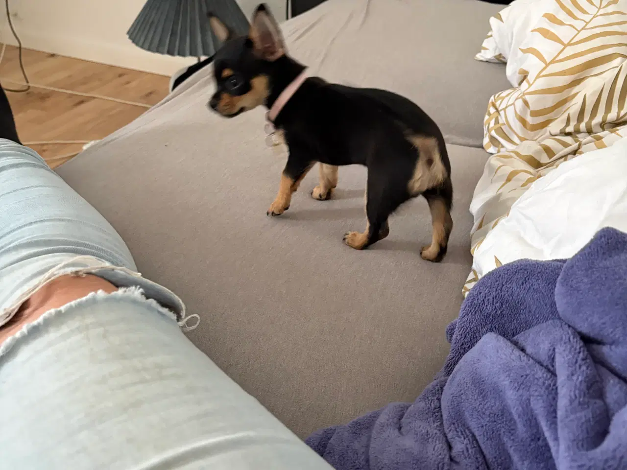 Billede 7 - Chihuahua Hvalp