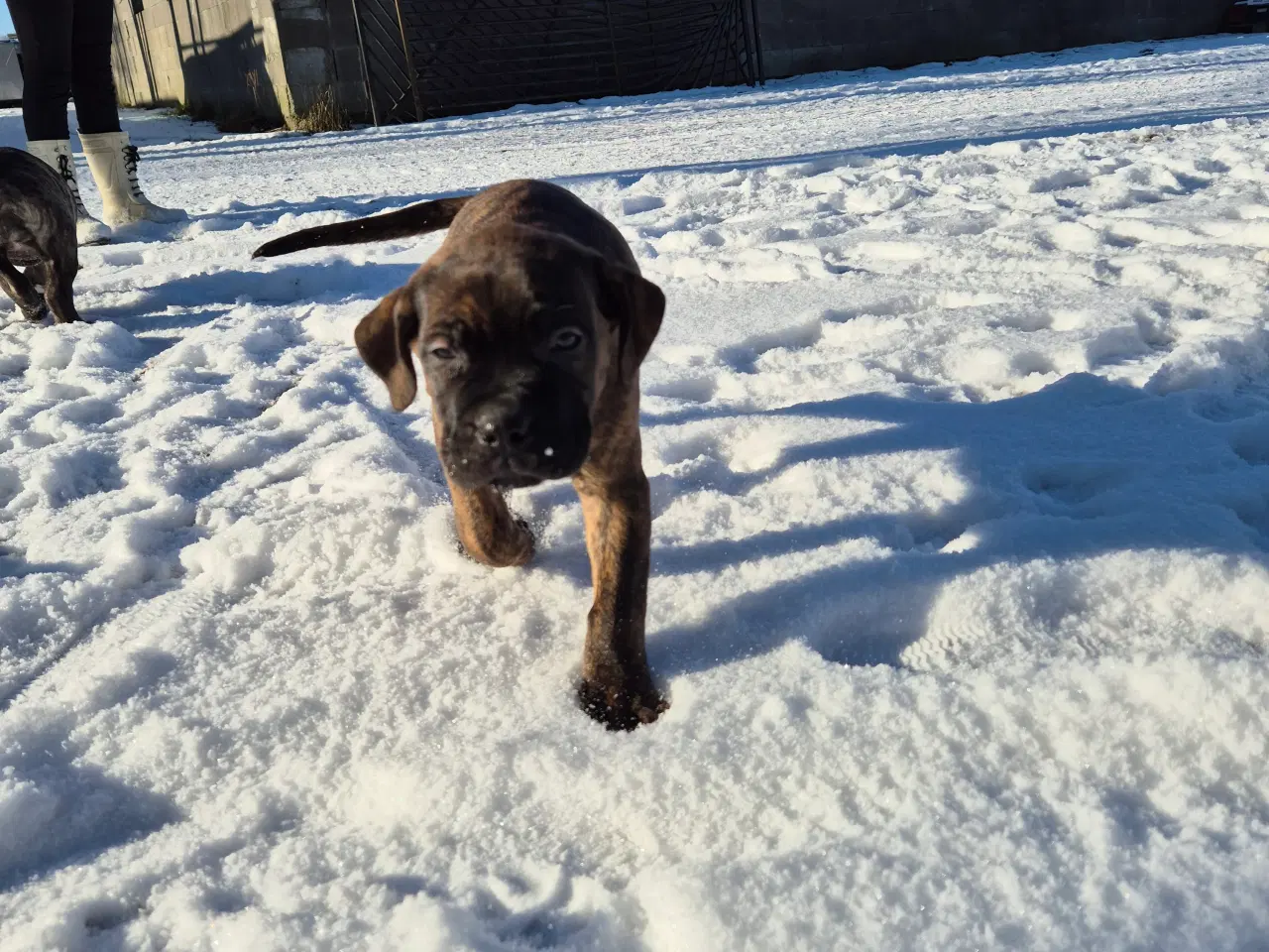 Billede 4 - Cane corso