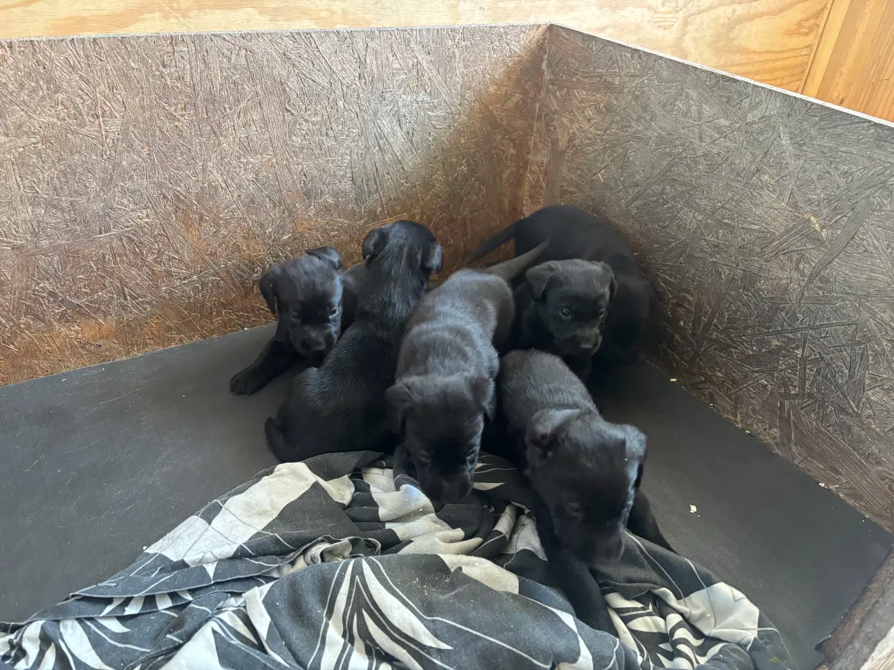 Billede 1 - Labrador F1 hvalpe