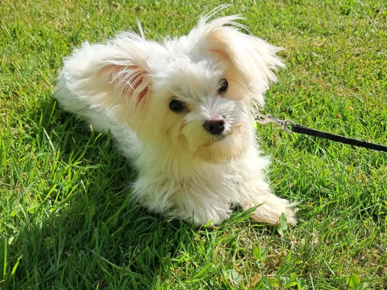 Billede 4 - Sød Bichon Maltese tæve – 5 måneder gammel