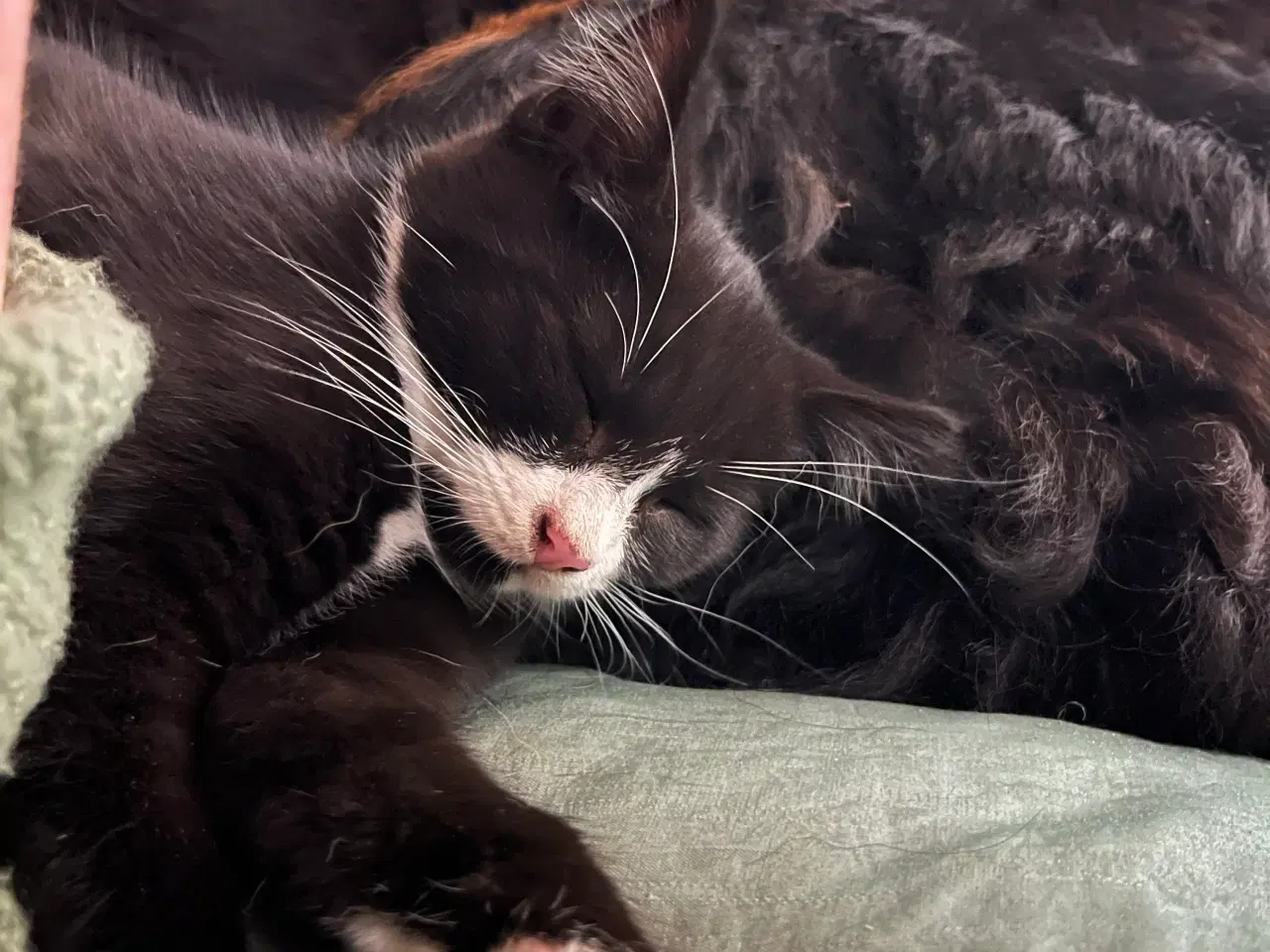 Billede 6 - Han-killing, Maine Coon-blanding 