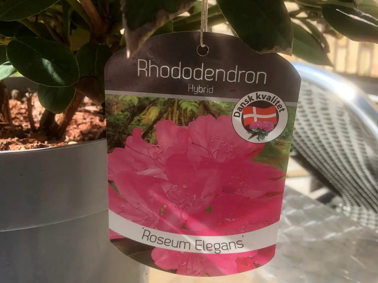Billede 2 - Rhododendron. R. Roseum Elegans